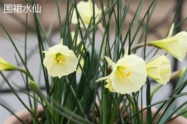 水仙花的颜色，叶片青绿色、花朵黄白色