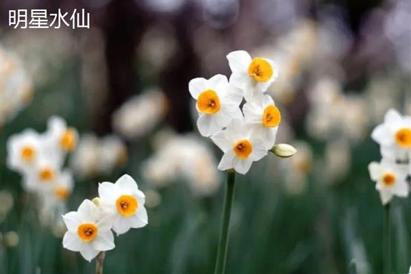 水仙花的颜色，叶片青绿色、花朵黄白色