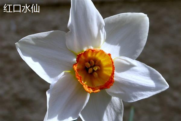 水仙花的颜色，叶片青绿色、花朵黄白色