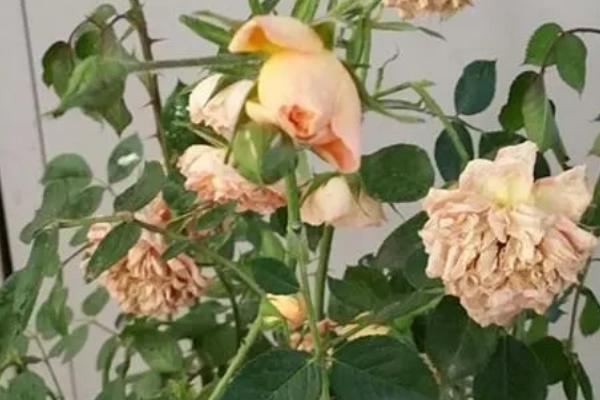 月季花为什么开一半就蔫巴了，可能是感染了球针壳的真菌