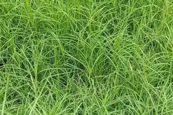 马尼拉草籽怎样播种，可以在春季4-6月份进行播种