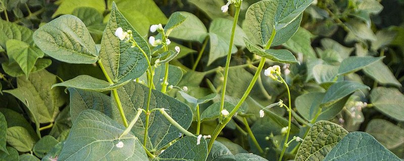 绿豆开花到成熟要多少天，需要三十天左右