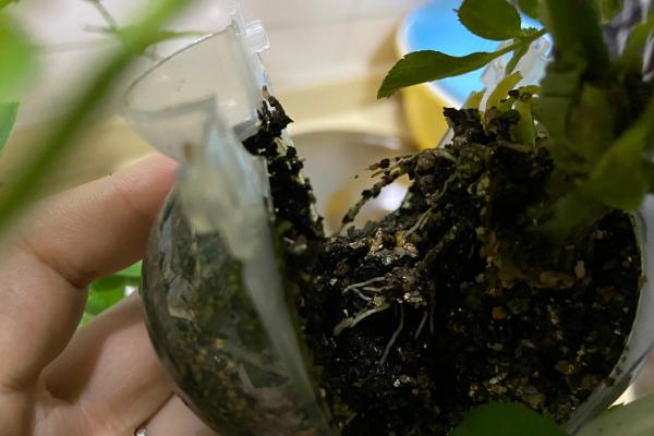 在10月份高压繁殖还可以吗，在10月份可以繁殖
