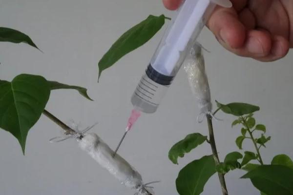 在10月份高压繁殖还可以吗，在10月份可以繁殖