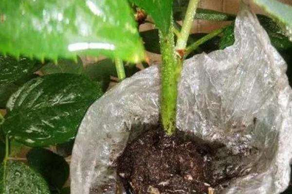 在10月份高压繁殖还可以吗，在10月份可以繁殖