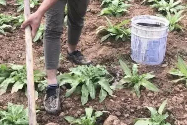 预防莴笋茎干裂开的方法，做好施肥浇水工作是关键
