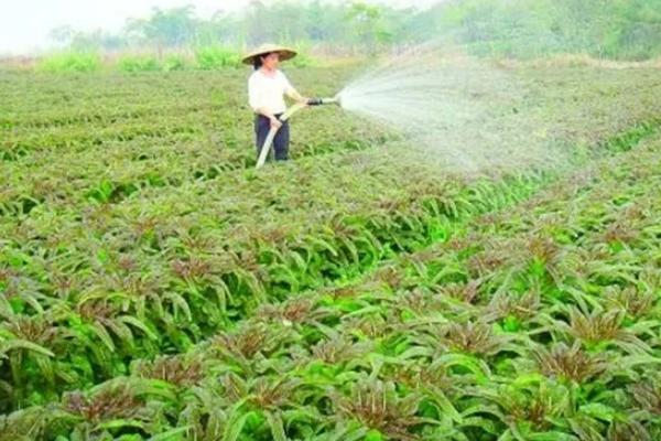 预防莴笋茎干裂开的方法，做好施肥浇水工作是关键