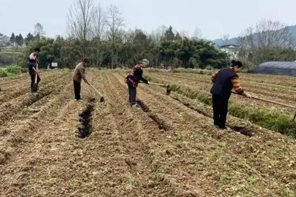 预防莴笋茎干裂开的方法，做好施肥浇水工作是关键