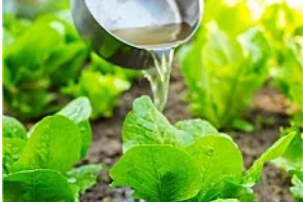 预防莴笋茎干裂开的方法，做好施肥浇水工作是关键