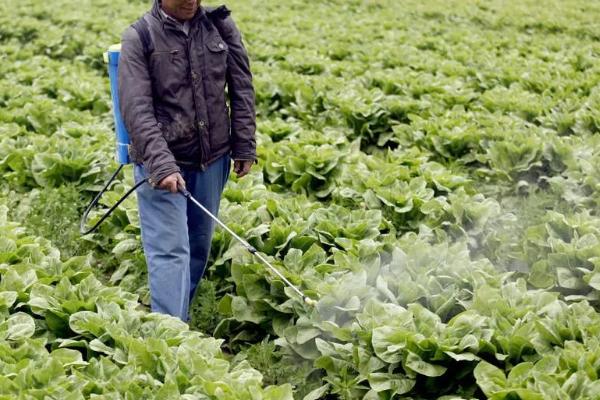预防莴笋茎干裂开的方法，做好施肥浇水工作是关键