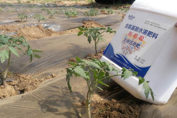 西红柿的生长习性，土壤酸碱度以pH6-7为宜