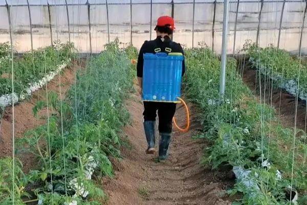 西红柿的生长习性，土壤酸碱度以pH6-7为宜