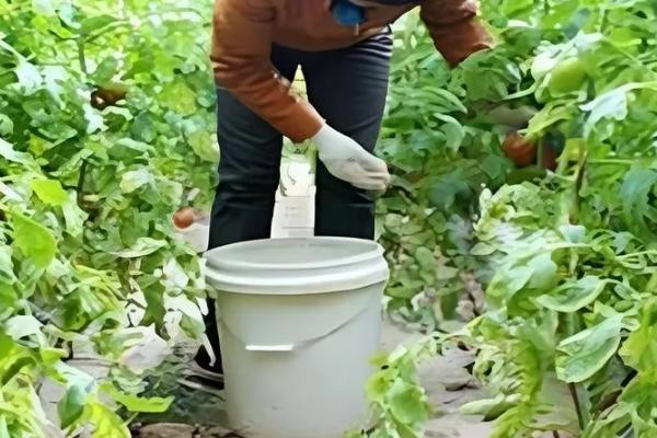 西红柿的生长习性，土壤酸碱度以pH6-7为宜