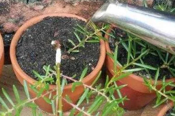 半支莲花每年可自己繁殖吗，可以自己繁殖
