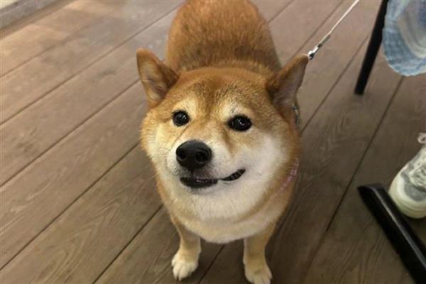 狗钩虫病的症状，严重时会导致毛粗无光泽并脱落
