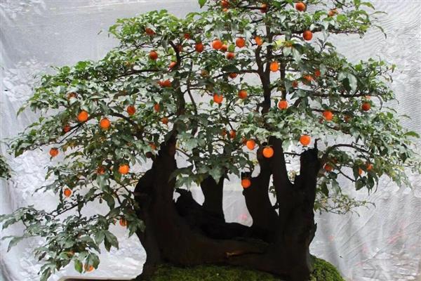 金弹子怎么看叶芽和花芽，花芽比较短