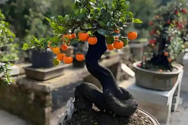 金弹子怎么看叶芽和花芽，花芽比较短