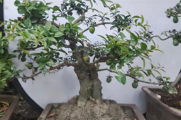 金弹子怎么看叶芽和花芽，花芽比较短