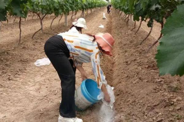 葡萄采摘后怎么管理，定期喷施叶面肥可以恢复树势