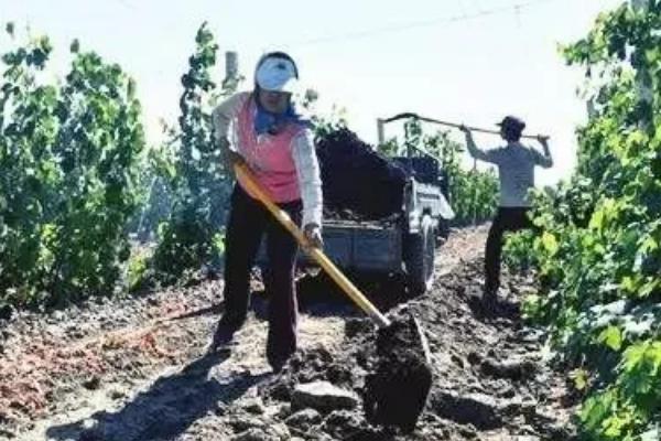 葡萄采摘后怎么管理，定期喷施叶面肥可以恢复树势