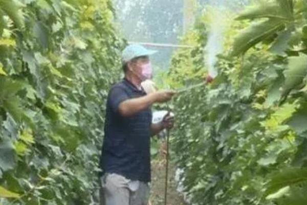 葡萄采摘后怎么管理，定期喷施叶面肥可以恢复树势