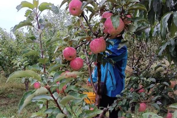 寒富苹果在几月份摘袋，在果实成熟前100天左右摘袋