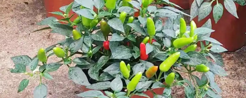 小米辣如何盆栽种植，播种前先浸种