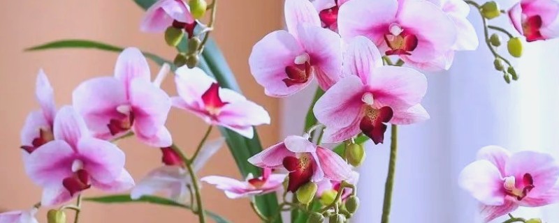 蝴蝶兰的花期时间，花期在4-6月份
