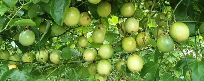 百香果的品种，常见的有台农一号、紫香一号等