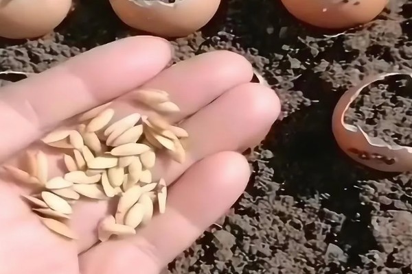 早春露地黄瓜的种植技术，播种前需先浸种