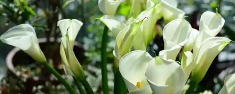 白色马蹄莲有什么花语，代表忠贞不渝、永结同心
