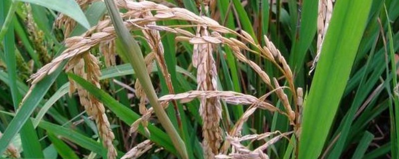 穗颈瘟用什么药，推荐噻菌灵、三环唑等