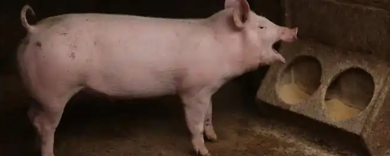 标猪和大猪是什么意思，主要是指体型体重不同的猪