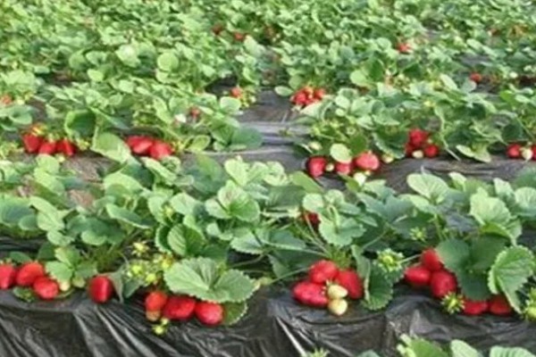 奶油草莓的种植方法，通常在每年的7-8月种植