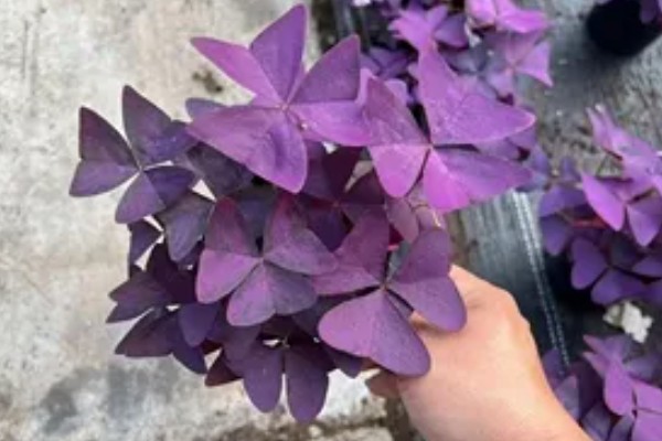 紫色三叶草的分盆方法，可在春秋两季进行