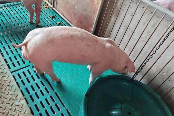 怎么选购种猪，公猪体型外貌需符合本品种雄性特征