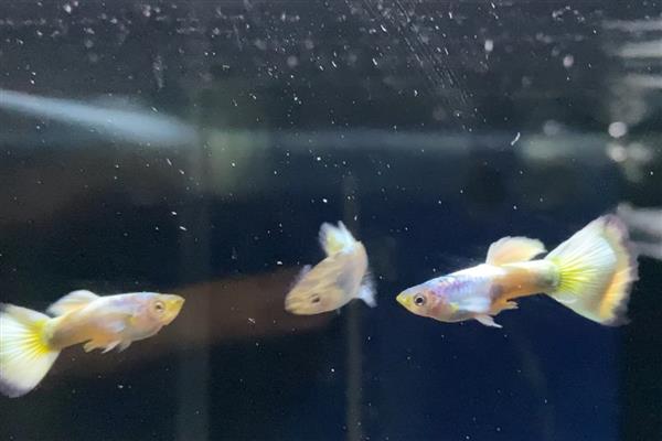 孔雀鱼的养殖温度，适宜的温度为20-26℃