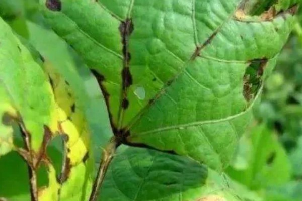 大豆炭疽病的症状，主要危害茎杆、叶片、豆荚