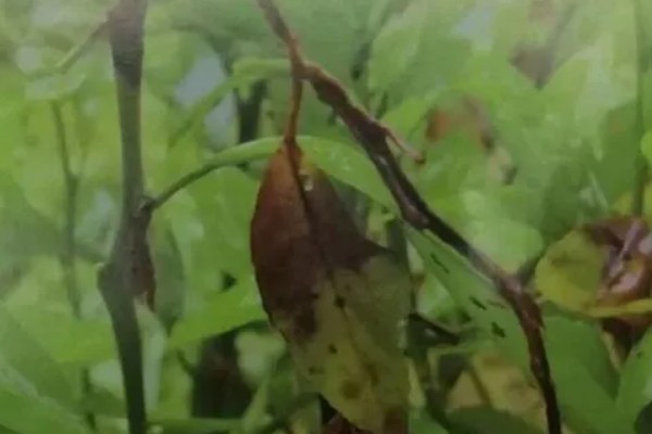大豆炭疽病的症状，主要危害茎杆、叶片、豆荚