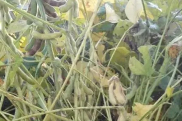 大豆炭疽病的症状，主要危害茎杆、叶片、豆荚