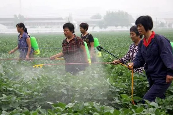 大豆炭疽病的症状，主要危害茎杆、叶片、豆荚