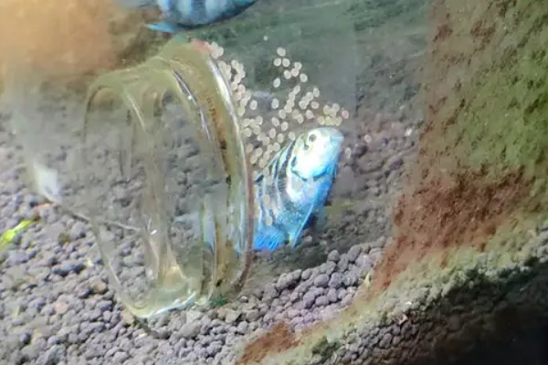 迷你鹦鹉鱼如何繁殖，发情的时候会自动配对