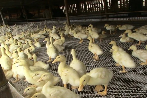 幼鸭苗如何养殖，要注意养殖的密度适宜