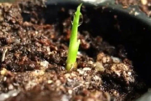 凤尾竹为何叶尖枯黄，光照过强、养分不足等因素均会造成