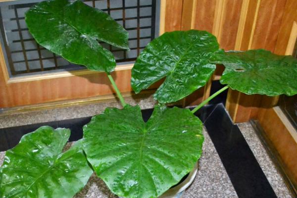 滴水观音能不能吸甲醛，甲醛、二氧化碳等有害气体均可吸收