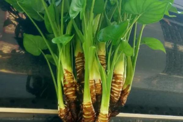 滴水观音能不能吸甲醛，甲醛、二氧化碳等有害气体均可吸收