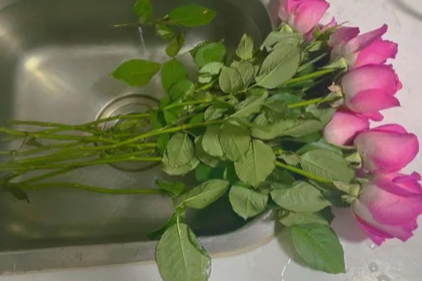 鲜花插水里烂根解决办法，可先切除烂掉和发黑的部分