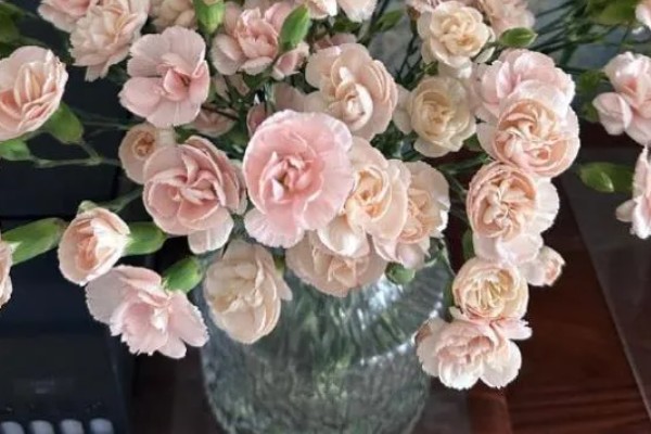 鲜花插水里烂根解决办法，可先切除烂掉和发黑的部分
