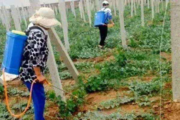 露地西瓜如何种植，幼苗的栽种深度为3厘米左右