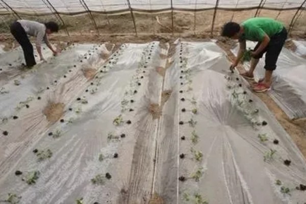 露地西瓜如何种植，幼苗的栽种深度为3厘米左右